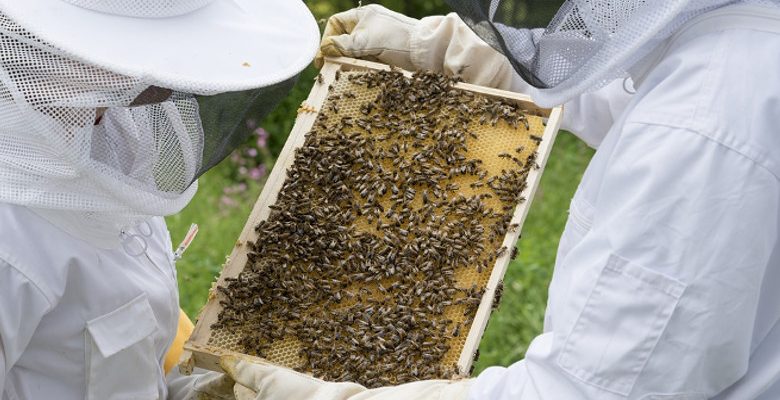 L’apiculture urbaine, un projet pour renforcer la cohésion des équipes